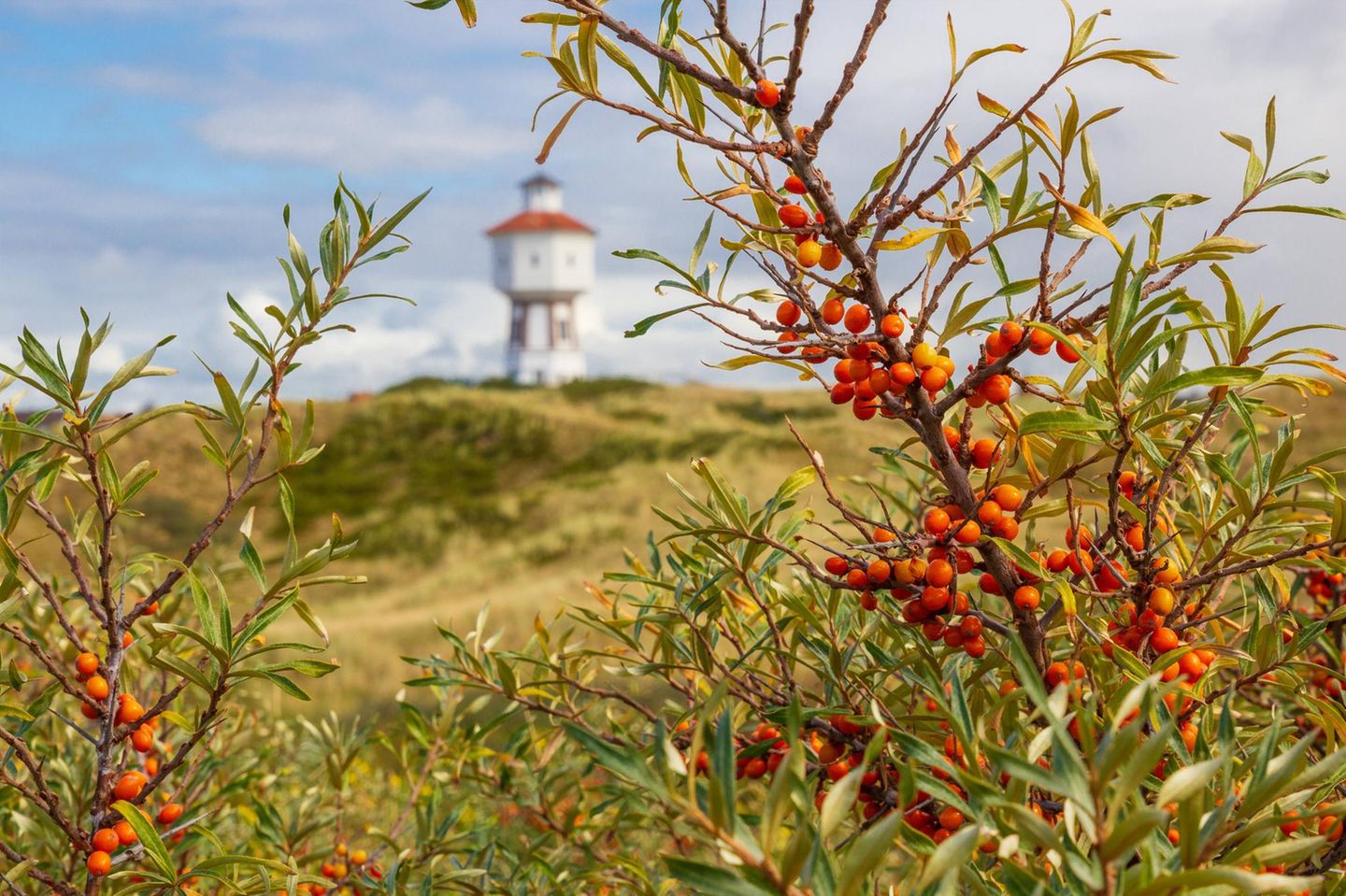 Auf den Spuren des Sanddorns – für den guten Zweck Sanddorn
