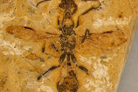 113 Millionen Jahre altes Kalksteinfossil einer Höllenameise
