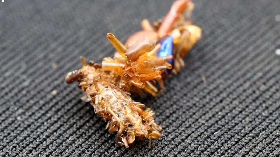 Kannibalismus: Die Knochensammlerin attackiert eine Artgenossin