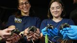 Weil ihre Mutter so alt ist. Die kleinen Galapagos-Riesenschildkröten sehen aus, als hätten sie selbst schon etliche Jahre auf dem Panzer. Dabei sind sie erst Anfang April im Zoo von Philadelphia aus dem Ei geschlüpft. Das ist ein Meilenstein für den Artenschutz, denn auf ihrer Heimatinsel Santa Cruz im Galápagos-Archipel leben nur noch wenige tausend Exemplare dieser speziellen Unterart.   Viel mehr Aufsehen erregte jedoch, dass die Mutter der vier Weibchen bereits 97 Lenze zählt. Die kleinen Schildkröten sind "Mommys" erste Nachkommen. Damit ist sie die älteste bekannte Erstlingsmama ihrer Art. Auch Papa "Abrazzo" geht auf die Hundert zu. Als Galapagos-Riesenschildkröten haben die Eltern wohl trotzdem noch viel Zeit, ihre Jungen aufwachsen zu sehen. In Gefangenschaft werden die Tiere häufig älter als 150 Jahre. Wogen Mommys Töchter nach dem Schlüpfen gerade so viel wie ein Hühnerei, werden sie später im Schnitt 120 Kilogramm auf die Waage bringen. Männchen können sogar doppelt so schwer werden  KW 18