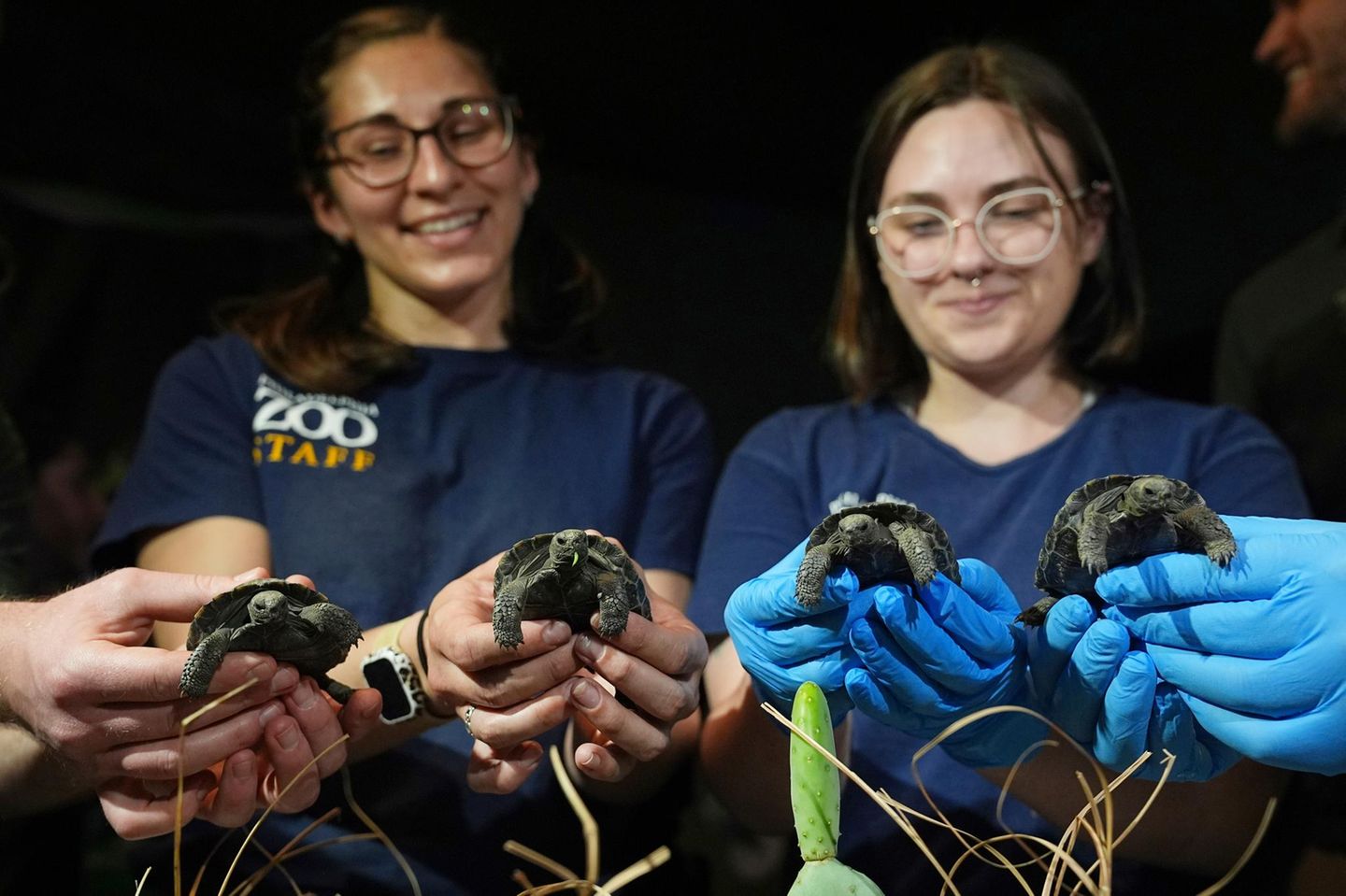 Weil ihre Mutter so alt ist. Die kleinen Galapagos-Riesenschildkröten sehen aus, als hätten sie selbst schon etliche Jahre auf dem Panzer. Dabei sind sie erst Anfang April im Zoo von Philadelphia aus dem Ei geschlüpft. Das ist ein Meilenstein für den Artenschutz, denn auf ihrer Heimatinsel Santa Cruz im Galápagos-Archipel leben nur noch wenige tausend Exemplare dieser speziellen Unterart.   Viel mehr Aufsehen erregte jedoch, dass die Mutter der vier Weibchen bereits 97 Lenze zählt. Die kleinen Schildkröten sind "Mommys" erste Nachkommen. Damit ist sie die älteste bekannte Erstlingsmama ihrer Art. Auch Papa "Abrazzo" geht auf die Hundert zu. Als Galapagos-Riesenschildkröten haben die Eltern wohl trotzdem noch viel Zeit, ihre Jungen aufwachsen zu sehen. In Gefangenschaft werden die Tiere häufig älter als 150 Jahre. Wogen Mommys Töchter nach dem Schlüpfen gerade so viel wie ein Hühnerei, werden sie später im Schnitt 120 Kilogramm auf die Waage bringen. Männchen können sogar doppelt so schwer werden  KW 18