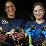 Weil ihre Mutter so alt ist. Die kleinen Galapagos-Riesenschildkröten sehen aus, als hätten sie selbst schon etliche Jahre auf dem Panzer. Dabei sind sie erst Anfang April im Zoo von Philadelphia aus dem Ei geschlüpft. Das ist ein Meilenstein für den Artenschutz, denn auf ihrer Heimatinsel Santa Cruz im Galápagos-Archipel leben nur noch wenige tausend Exemplare dieser speziellen Unterart.   Viel mehr Aufsehen erregte jedoch, dass die Mutter der vier Weibchen bereits 97 Lenze zählt. Die kleinen Schildkröten sind "Mommys" erste Nachkommen. Damit ist sie die älteste bekannte Erstlingsmama ihrer Art. Auch Papa "Abrazzo" geht auf die Hundert zu. Als Galapagos-Riesenschildkröten haben die Eltern wohl trotzdem noch viel Zeit, ihre Jungen aufwachsen zu sehen. In Gefangenschaft werden die Tiere häufig älter als 150 Jahre. Wogen Mommys Töchter nach dem Schlüpfen gerade so viel wie ein Hühnerei, werden sie später im Schnitt 120 Kilogramm auf die Waage bringen. Männchen können sogar doppelt so schwer werden  KW 18