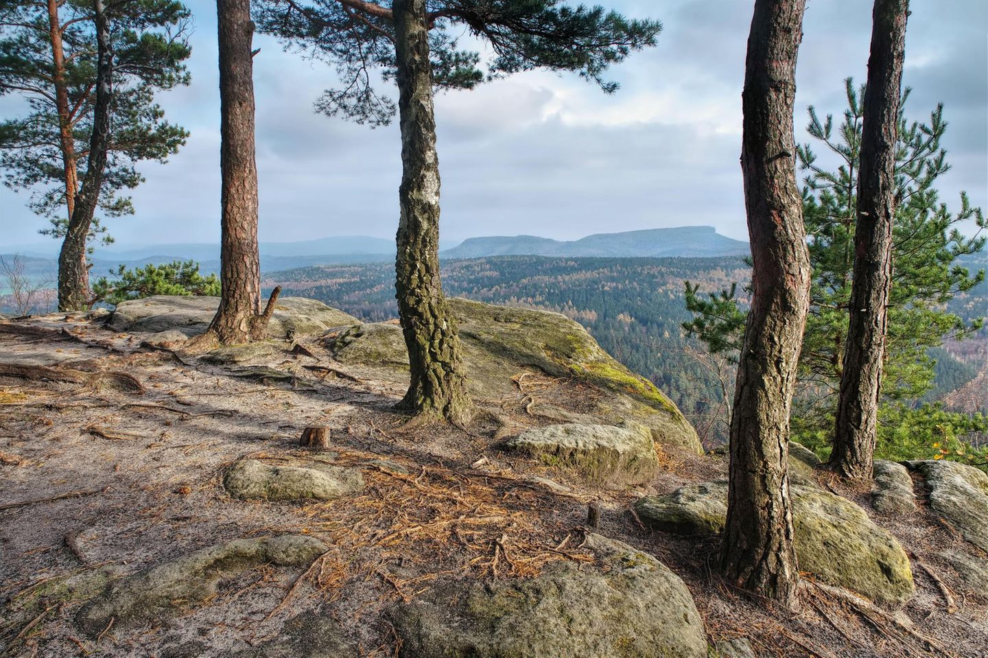 Gipfelsturm: Von Krippen auf den Großen Zschirnstein Blick auf den großen Zschirnstein