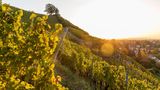 Weinberge bei Radebeul