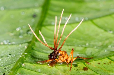 Cordyceps wächst aus dem Rücken einer Ameise im Regenwald in Ecuador