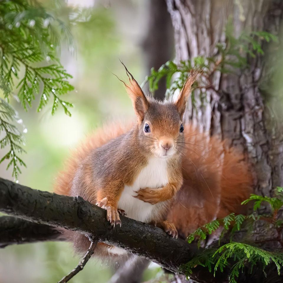 Eichhörnchen in einem Baum