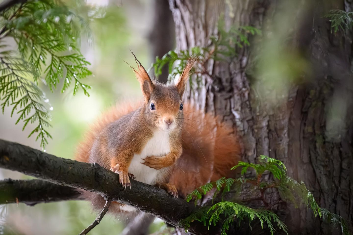 Eichhörnchen in einem Baum