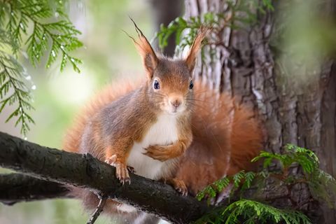 Eichhörnchen in einem Baum