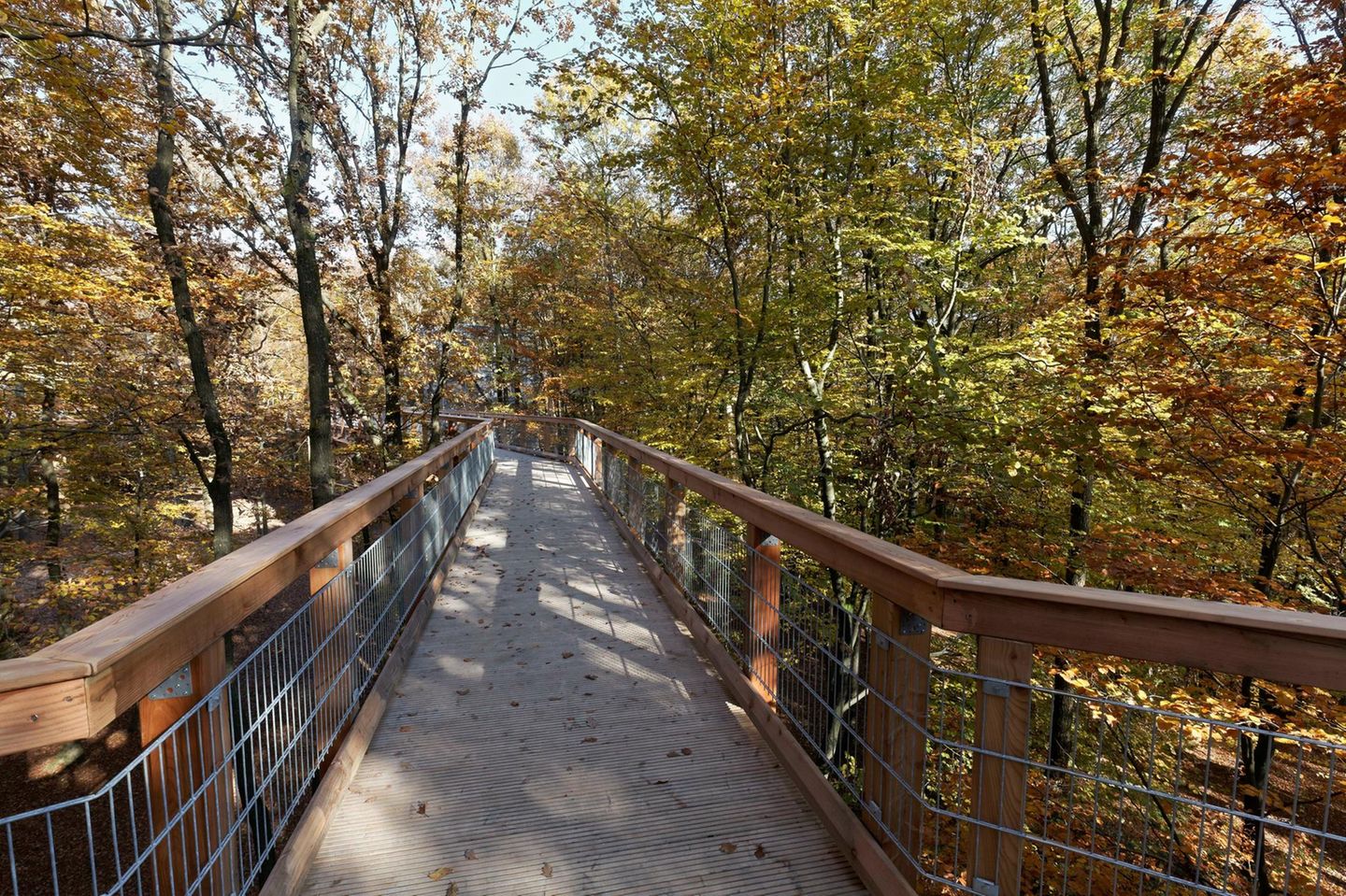 Baumwipfelpfad im Naturerlebnispark Panarbora-Park, Waldbröl, Oberbergischer Kreis, Nordrhein-Westalen, Deutschland