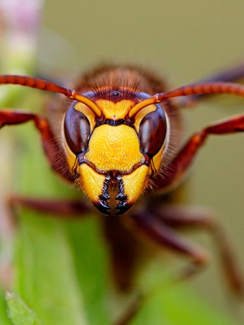 Entgegen ihrem Ruf zählen Hornissen zu den friedfertigsten Wespen überhaupt, sie greifen höchstens bei direkter Bedrohung des Nestes an