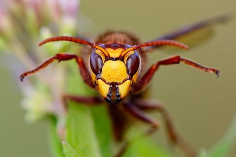 Entgegen ihrem Ruf zählen Hornissen zu den friedfertigsten Wespen überhaupt, sie greifen höchstens bei direkter Bedrohung des Nestes an