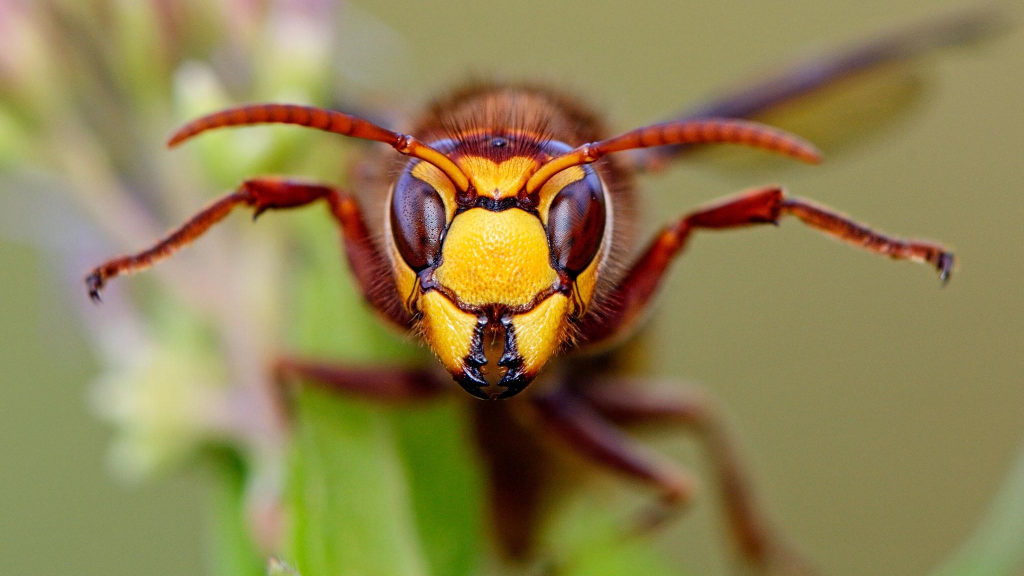 Entgegen ihrem Ruf zählen Hornissen zu den friedfertigsten Wespen überhaupt, sie greifen höchstens bei direkter Bedrohung des Nestes an