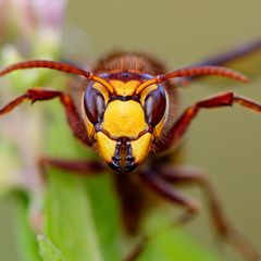 Entgegen ihrem Ruf zählen Hornissen zu den friedfertigsten Wespen überhaupt, sie greifen höchstens bei direkter Bedrohung des Nestes an