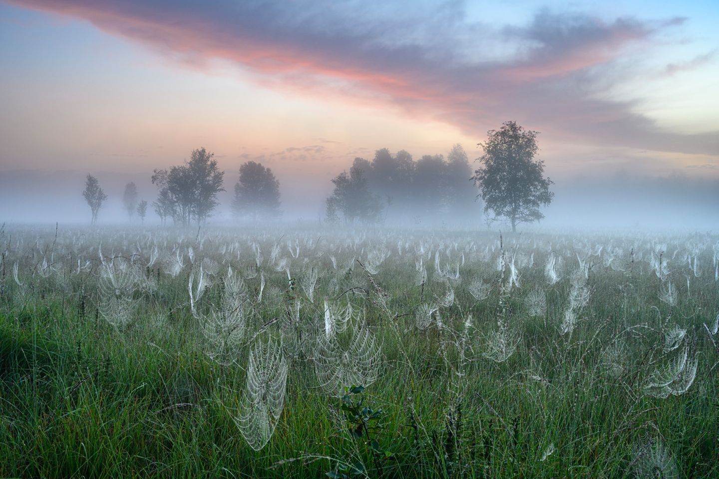 Im Nebel erscheinen die feuchten Spinnennetze im Kochelmoos wie fremdartige Blumen. Mit seinem Bild "Misty Morning" fängt der Fotograf gekonnt die besondere Stimmung der Moorlandschaft unter den zarten Pastelltönen des Morgenhimmels ein.