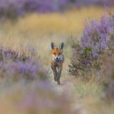 Eigentlich lag Angelika Krikava auf der Lauer, um Damwild und Schwarzkehlchen vor die Kameralinse zu bekommen. Mit dem jungen Heidefuchs hatte sie nicht gerechnet – die schönsten Aufnahmen entstehen manchmal ganz unverhofft. 