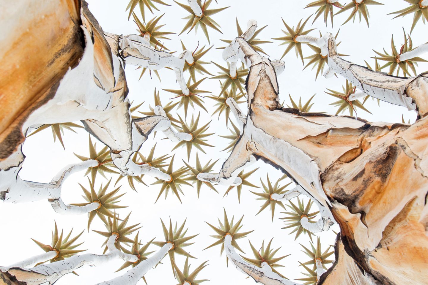 Was sehen wir hier eigentlich? Paul Kornackers Bild von Köcherbäumen im südlichen Afrika wirkt beinahe wie eine optische Täuschung, es lenkt den Blick vor allem auf die sternförmigen Blätterspitzen im Bild. Etwas um die Ecke gedacht ist daher auch der Titel des Gewinnerfotos: "Sternenhimmel".