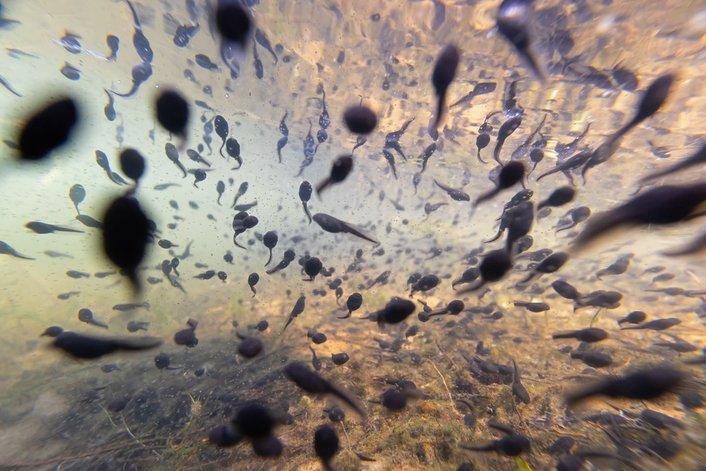 Die Aufnahme könnte aus einem Science-Fiction-Film stammen: Simone Baumeister zeigt Zigtausende Erdkröten-Kaulquappen, die im seichten Wasser der Uferlinie umherschwimmen. Der fotografische Einblick gelang ihr, indem sie die Kamera in einen Unterwasserbeutel steckte. 
