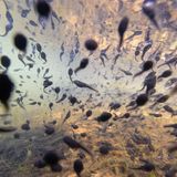 Die Aufnahme könnte aus einem Science-Fiction-Film stammen: Simone Baumeister zeigt Zigtausende Erdkröten-Kaulquappen, die im seichten Wasser der Uferlinie umherschwimmen. Der fotografische Einblick gelang ihr, indem sie die Kamera in einen Unterwasserbeutel steckte. 