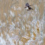 Dank modernster digitaler Kameratechnik gelang Konrad Wothe diese spektakuläre Aufnahme einer Amsel, die durch einen Wasserfall fliegt. Das Tier hatte hinter dem dichten Wasservorhang sein Nest gebaut und flog deshalb häufig hindurch. Dennoch war es schwierig, die Amsel im richtigen Moment zu erwischen. "Ich habe aufgehört zu zählen, wie oft ich zur Wasseramsel gefahren bin, bis ich mit den Ergebnissen einigermaßen zufrieden war", erzählt Wothe. Doch schließlich war es so weit: Ihm gelang ein scharfer Schnappschuss im richtigen Augenblick. Das Bild macht ihn zum Gesamtsieger des GDT-Fotowettbewerbs und damit zum "Naturfotografen des Jahres".