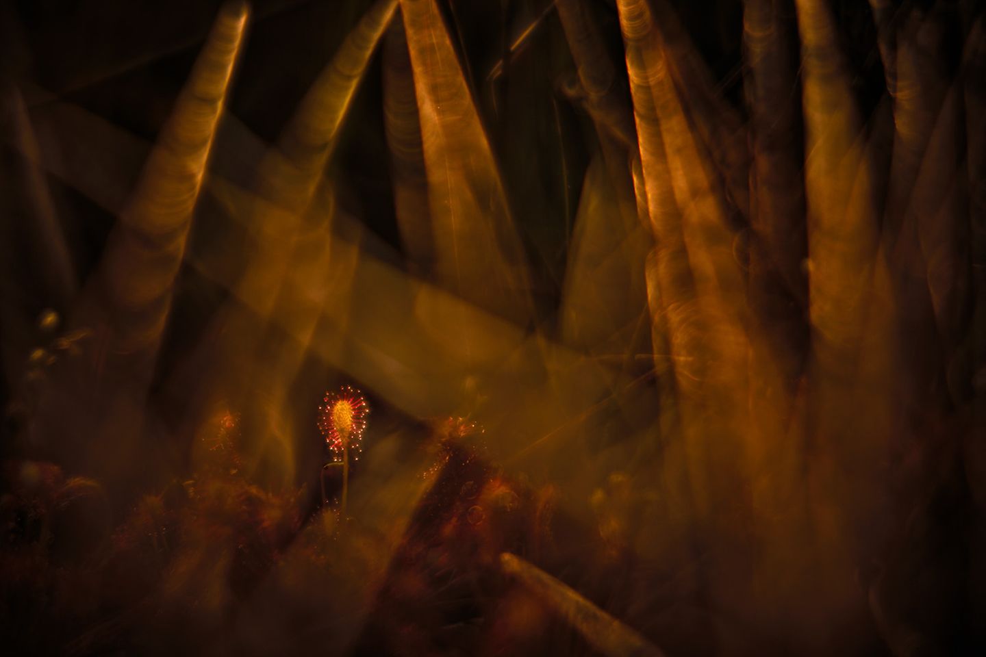 Klein und unschuldig wie eine leuchtende Pusteblume wirkt die hier abgebildete Pflanze, umgeben von schummriger Vegetation. Doch der schöne Schein trügt: Im dichten Grün eines nordrheinwestfälischen Moors verbirgt sich hier der Mittlere Sonnentau, eine fleischfressende Pflanze, die Insekten anlockt und verspeist. Für ihre Beute wirkt sie in freier Wildbahn vermutlich ebenso hübsch und anziehend wie auf diesem Foto für uns. 