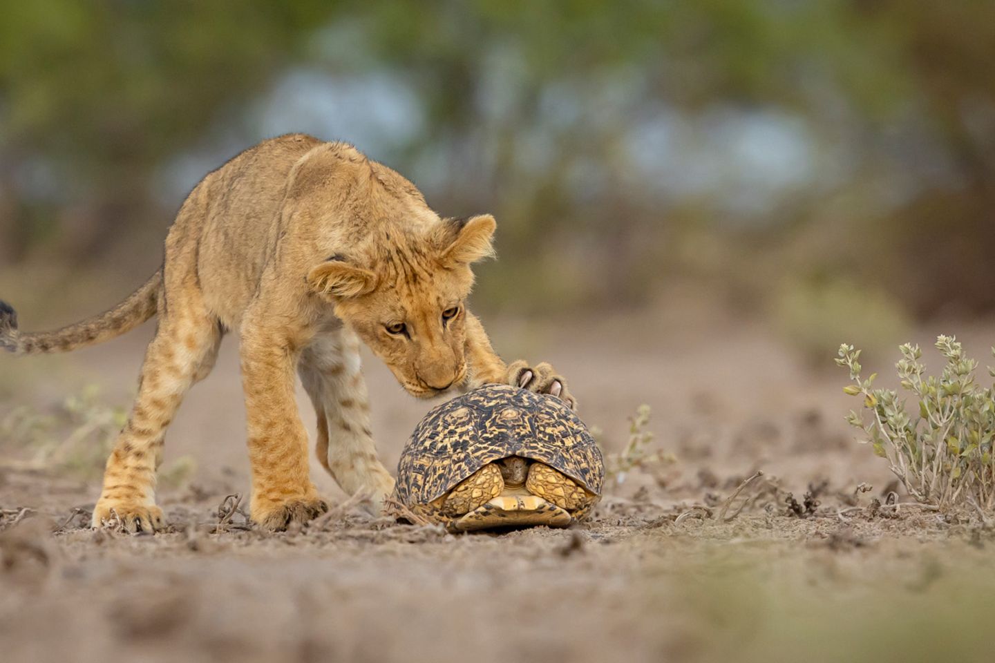 Kann ich das essen oder damit spielen? Ein junger Löwe untersucht neugierig eine Schildkröte, die sich in ihren schützenden Panzer zurückgezogen hat. Jens Cullmann fing die Szene in der Kalahari-Trockensavanne in Botswana ein. 