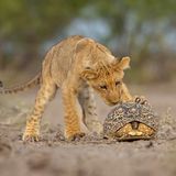 Kann ich das essen oder damit spielen? Ein junger Löwe untersucht neugierig eine Schildkröte, die sich in ihren schützenden Panzer zurückgezogen hat. Jens Cullmann fing die Szene in der Kalahari-Trockensavanne in Botswana ein. 