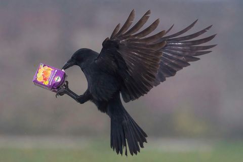 Aaskrähe, Rabenkrähe (Corvus corone) mit Saftpäckchen
