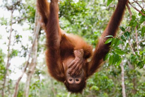 Forschende haben herausgefunden, dass freilebende Orang-Utans weniger ideenreich sind als Tiere in Zoos