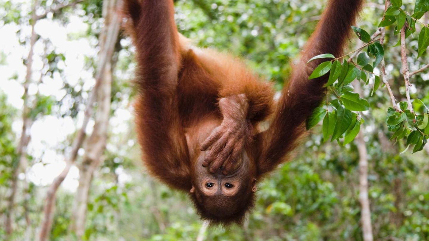 Forschende haben herausgefunden, dass freilebende Orang-Utans weniger ideenreich sind als Tiere in Zoos