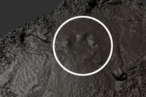 Dinosaurierspuren: 3D-Modell gibt Einblicke in ein Schottland vor unserer Zeit
