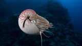 Nautilus