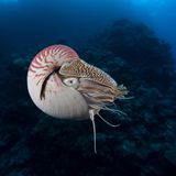 Nautilus