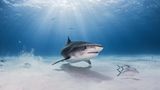 Hai im Wasser