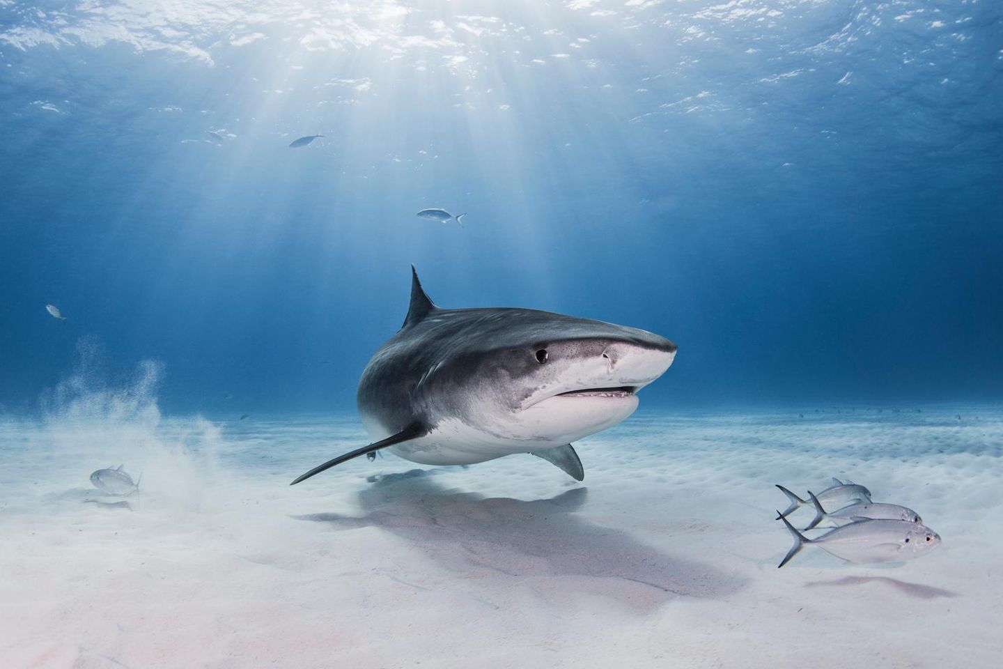 Seit Millionen Jahren kaum verändert: Hai Hai im Wasser