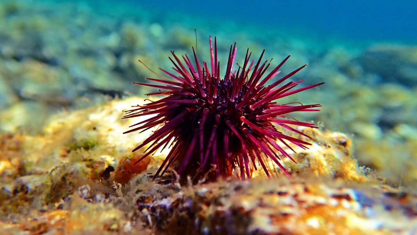 Altbewährt: Seeigel Seeigel