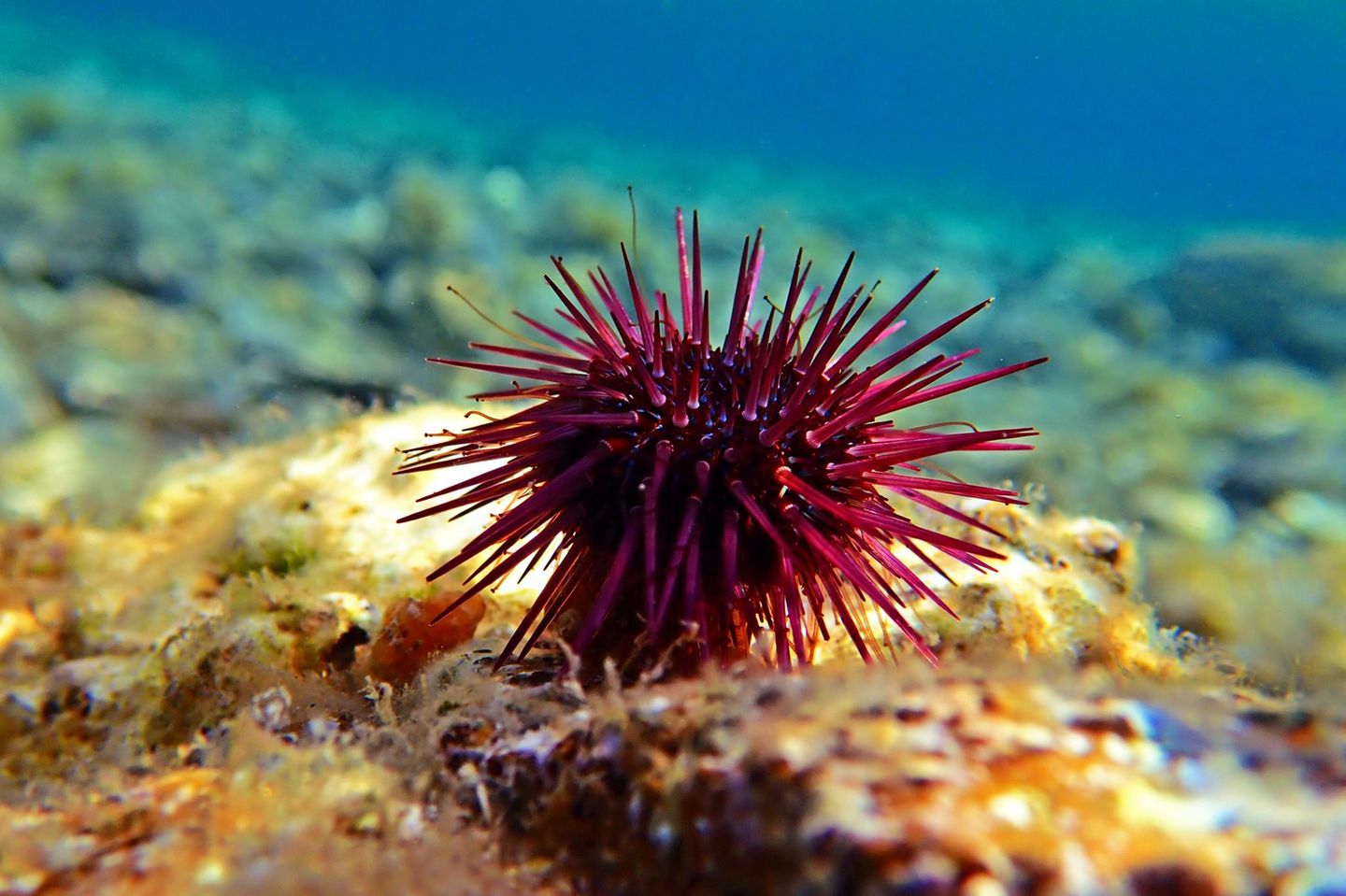Seeigel