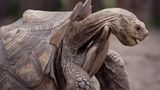 Schildkröte