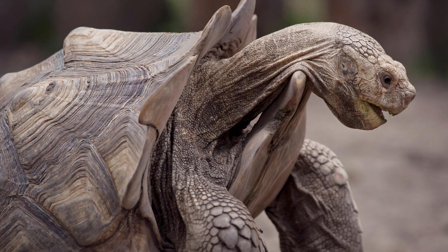 Älter als der Dinosaurer: Schildkröte Schildkröte