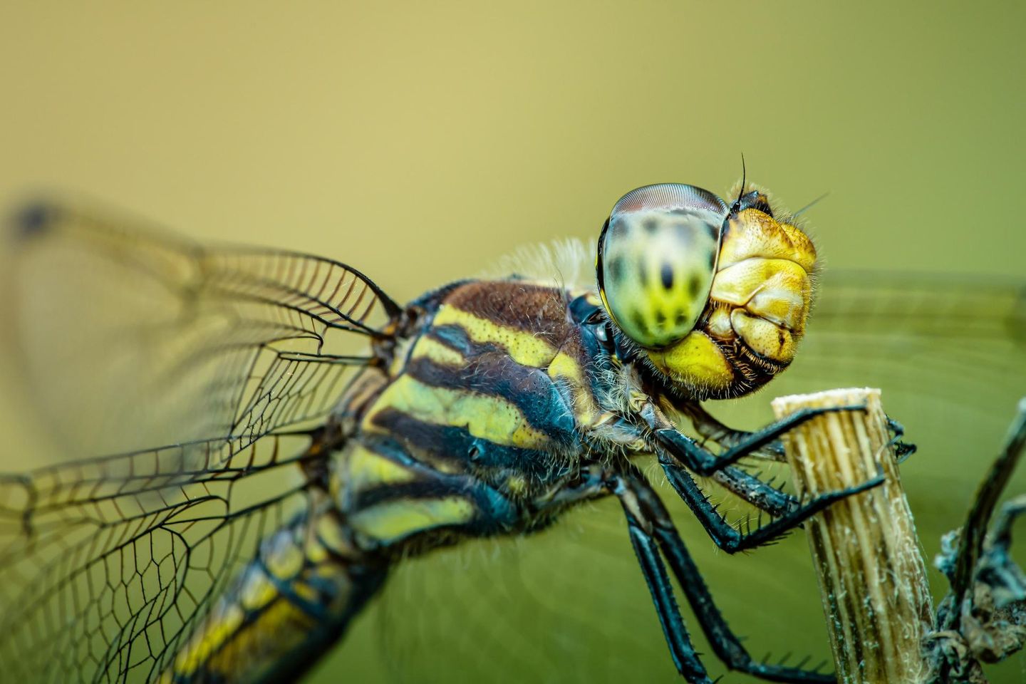 Makroaufnahme einer Libelle