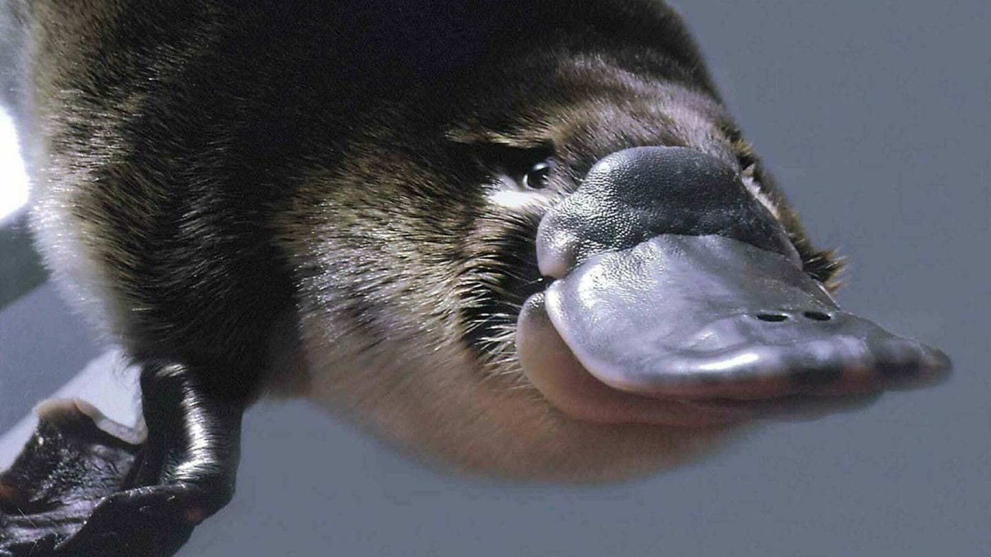 Schnabeltier