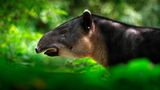 Tapir