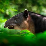 Tapir