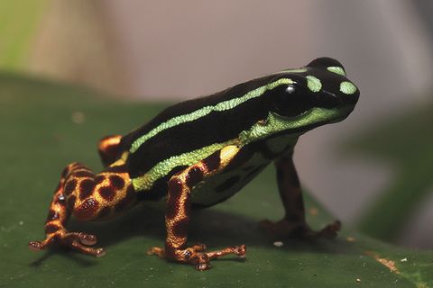 Frosch mit Leopardenbeinen