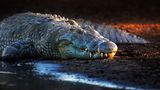 Nilkrokodil (Crocodylus niloticus) an einem Flussufer in der Abenddämmerung. Aufgenommen im Krüger-Nationalpark,Südafrika.