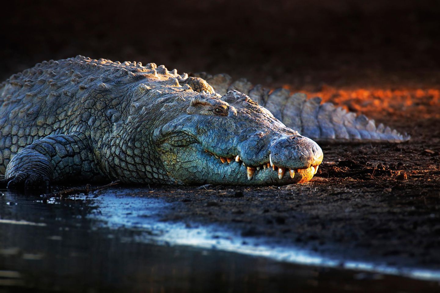 Nilkrokodil (Crocodylus niloticus) an einem Flussufer in der Abenddämmerung. Aufgenommen im Krüger-Nationalpark,Südafrika.
