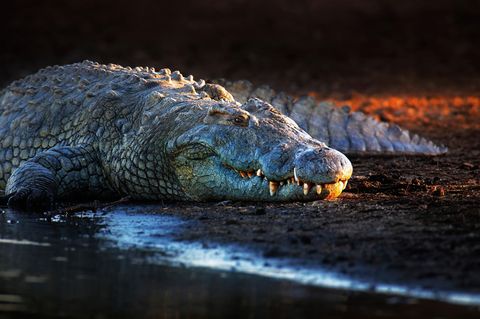 Nilkrokodil (Crocodylus niloticus) an einem Flussufer in der Abenddämmerung. Aufgenommen im Krüger-Nationalpark,Südafrika.