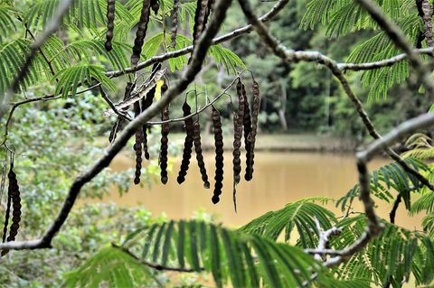 Samen von Anadenanthera colubrina hängen vom Baum herab