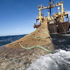 Umwelt- und Naturschutzorganisationen fordern seit Langem ein Ende der zerstörerischen Grundschleppnetzfischerei
