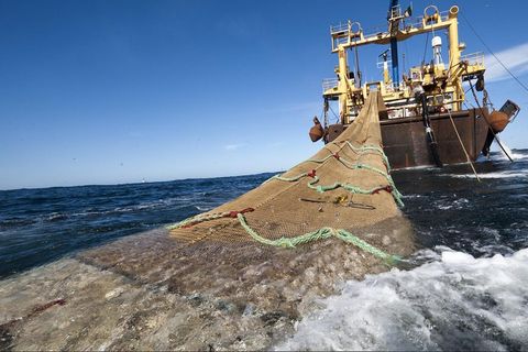 Umwelt- und Naturschutzorganisationen fordern seit Langem ein Ende der zerstörerischen Grundschleppnetzfischerei