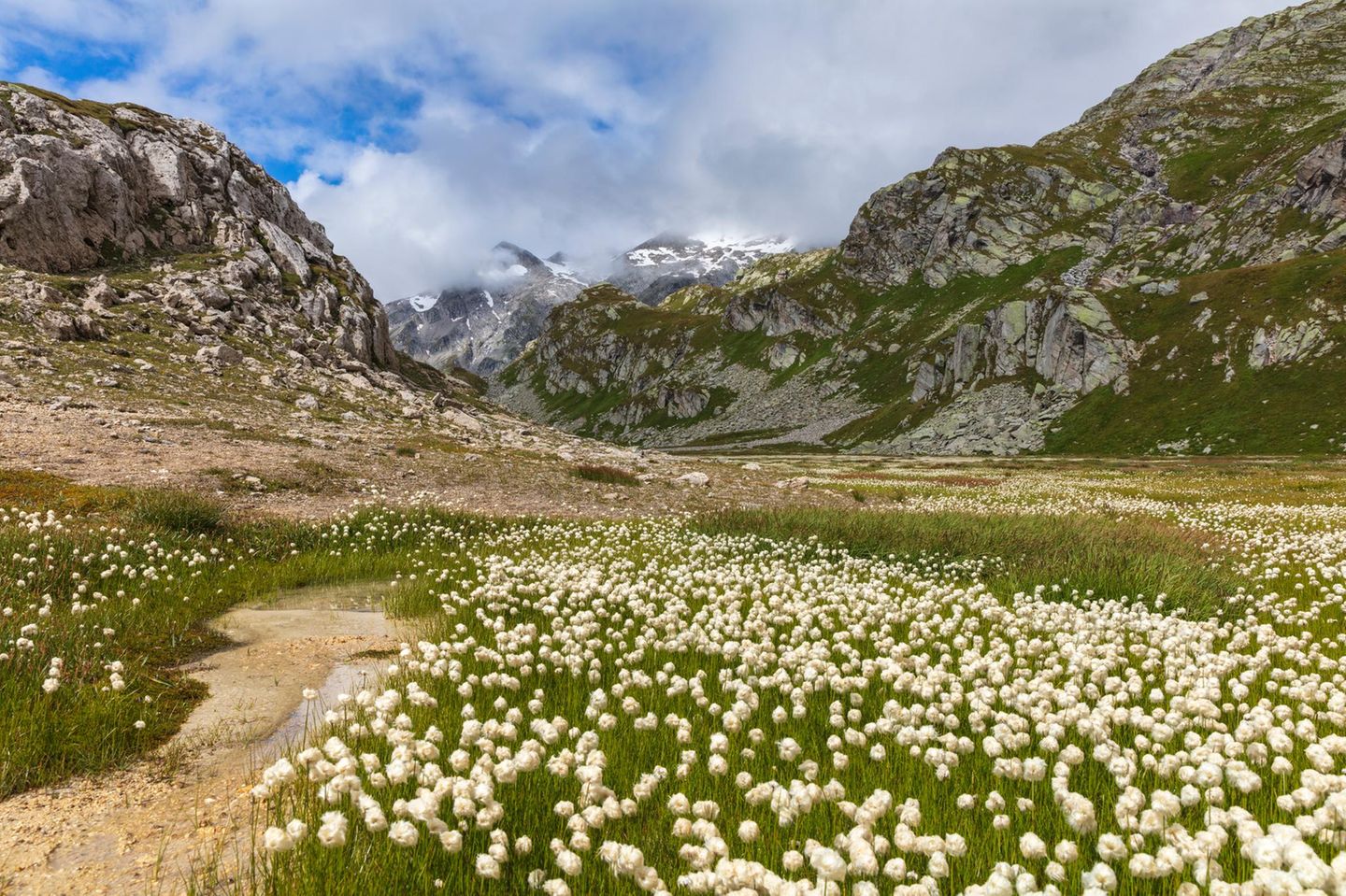 Wollgras prägt die Landschaft auf der Greina-Ebene bei Vrin, Kanton Graubünden